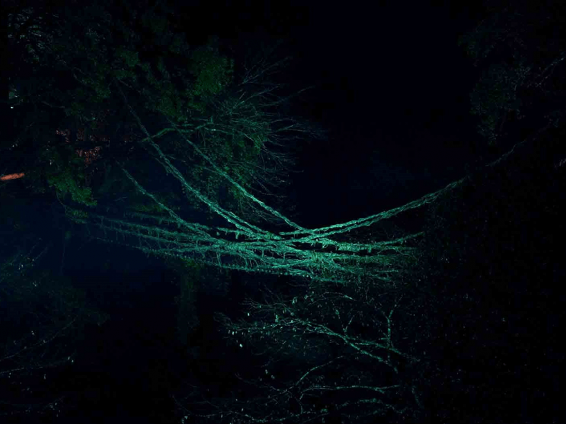 新祖谷温泉 ホテルかずら橋 プランの詳細 闇夜に浮かぶ幻想的な光ホタル観賞 かずら橋ライトアップ 見学ツアー付 お楽しみプラン