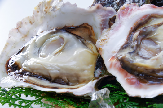 夏の食材　岩ガキをご堪能くださいませ！