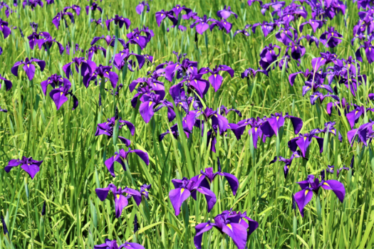 花ショウブ※イメージです
