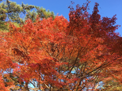 伊勢市内には紅葉を楽しめるスポットもたくさんあります。