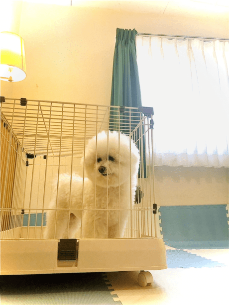 築地ビジネスホテルバン プランの詳細 ペット 小型犬 お預かりご宿泊プラン