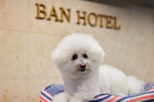 【フロント】看板犬ツキジロー副支配人「ゆっくりくつろぎわん！」