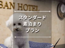 スタンダードプラン