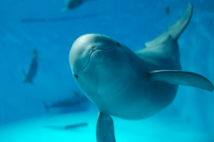 お子様に大人気♪宮島水族館♪