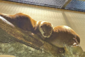 《宮島水族館》★カワウソのお昼寝タイム★