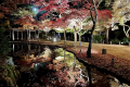 《秋の宮島》秋の紅葉谷公園 2021年11月14日撮影