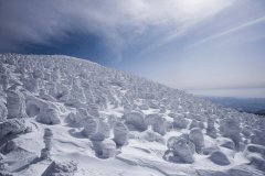 【蔵王温泉スキー場】蔵王の樹氷群