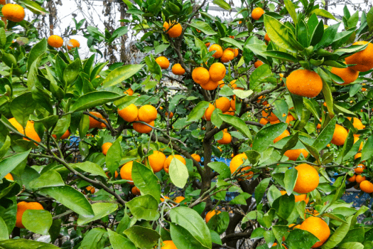 グランピングBBQプラン～和牛をメインに豪華食材を焼き上げるグルメグランピングBBQ【1泊2食付き】