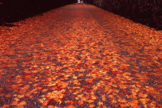 （秋の興聖寺）琴坂で有名な禅宗・曹洞宗の寺院です。※画像はイメージ