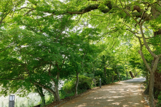（あじろぎの道）新緑の季節、宇治川沿いの風情ある散策道。※画像はイメージ