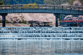 (Spring) Cherry blossom season "Uji River" *The image is an image