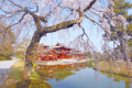 (Cherry blossoms and Phoenix Hall) 5 minutes walk to the World Heritage Byodo-in Phoenix Hall *The image is an image