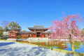 (Cherry blossoms and Phoenix Hall) 5 minutes walk to the World Heritage Byodo-in Phoenix Hall *The image is an image