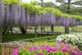 (Wisteria and Phoenix Hall) A 5-minute walk to the World Heritage Byodo-in Phoenix Hall *The image is an image