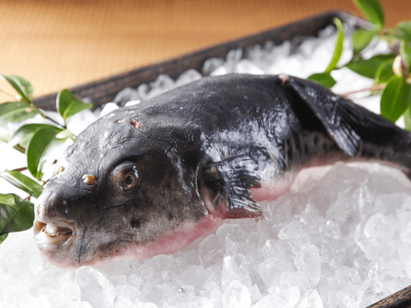 三重ブランド　”安乗河豚”