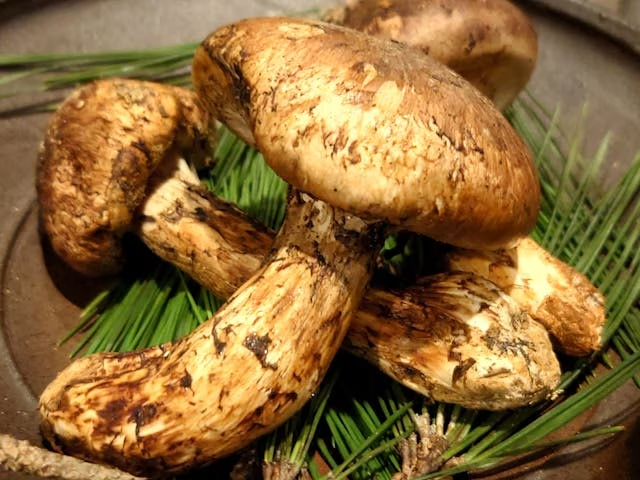 芳醇な香りに包まれる　松茸土瓶蒸し付きプラン
