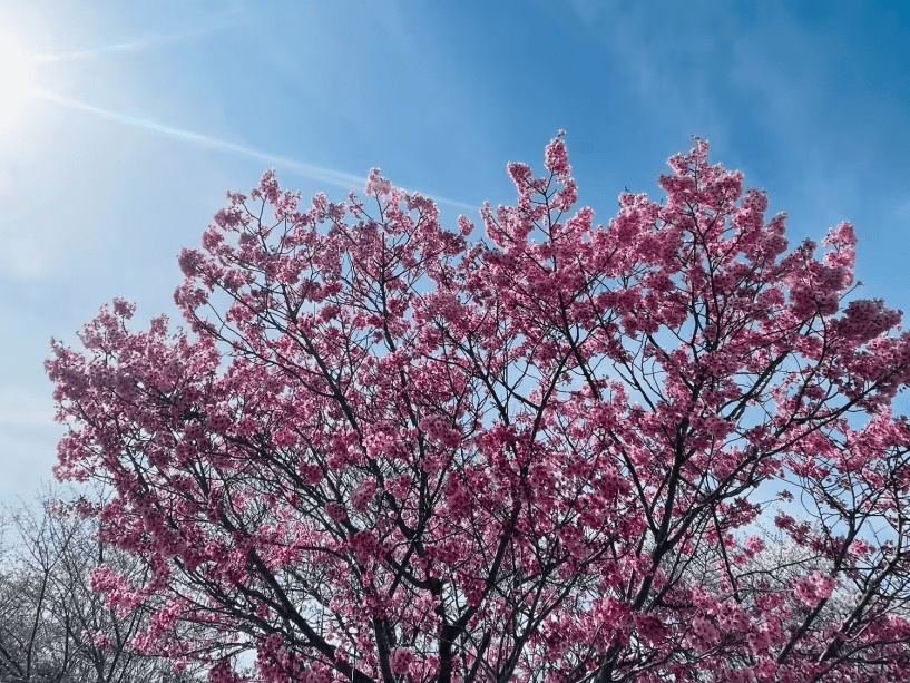 【3月・4月限定】お伊勢さんに春詣　～桜舞う　五十鈴の畔　笑顔咲く～