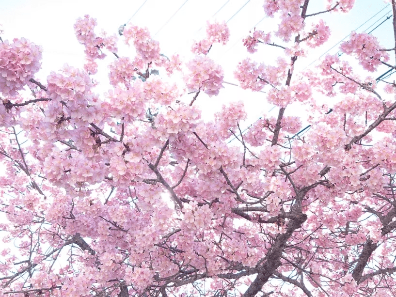 【平日限定&times;美食】シャンパン付き美食プラン ～春のはじまりを祝う一杯と伊勢志摩の恵～