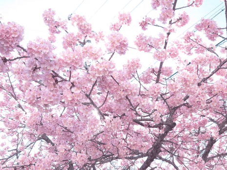 【3月・4月平日限定】春限定酒3種付き  花見酒付美食プラン 　～春を味わう、大人の花見時間～