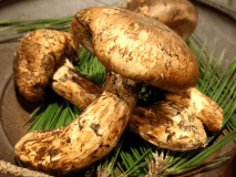 【美食秋彩】秋の薫りを愉しむ ~期間限定松茸土瓶蒸し付き~ 【美食秋彩】秋の薫りを愉しむ ~期間限定松茸土瓶蒸し付き~
