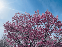 【3月・4月限定】お伊勢さんに春詣　～桜舞う　五十鈴の畔　笑顔咲く～