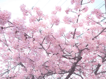 【平日限定&times;美食】シャンパン付き美食プラン ～春のはじまりを祝う一杯と伊勢志摩の恵～