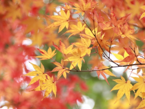 紅葉