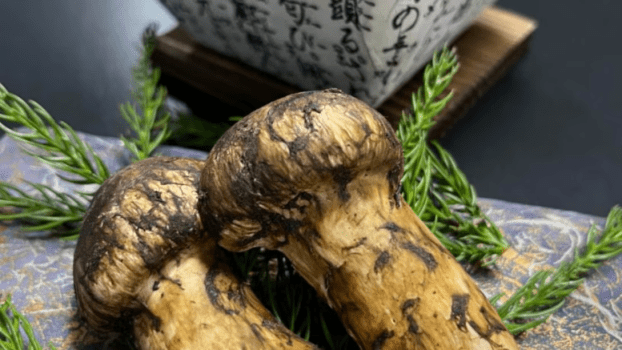 一泊3食付きでゆっくり23時間ステイプラン