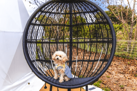 ＜ドッグラン付＞ワンちゃんと泊まれる那須高原グランピング(1泊2食付)