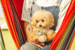 ＜ドッグラン付＞ワンちゃんと泊まれる那須高原グランピング(1泊2食付)