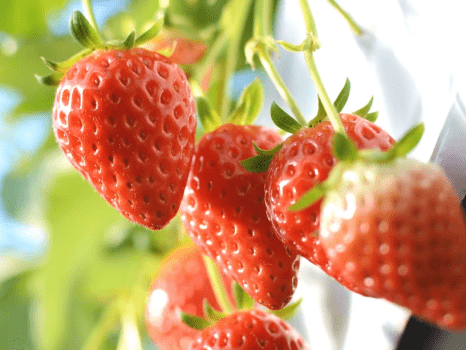 【イチゴ狩り体験】お部屋食☆イチゴ食べ放題と淡路島満載会席で満腹プラン♪