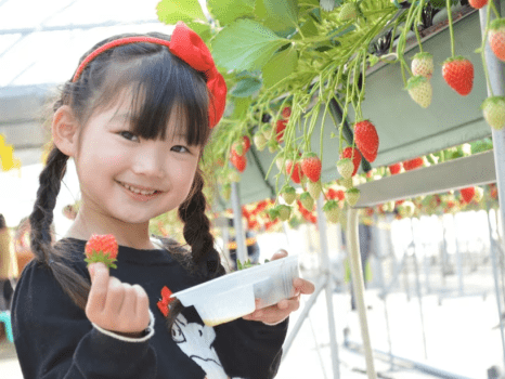 【平日限定】【イチゴ狩り体験】お食事処食☆真っ赤なイチゴと淡路の食材食べ尽くし満腹プラン♪