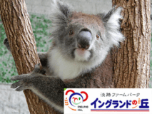 【イングランドの丘チケット付】コアラに会える♪淡路島で遊び＆食満喫プラン～海幸三昧★★