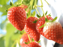 【イチゴ狩り体験】個室料亭食☆イチゴ食べ放題と淡路島満載会席で満腹プラン♪