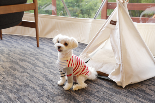 【愛犬に優しいプラン】《五感オリジナルオーガニックおやつ・手作り愛犬ごはん付き》博多南駅まで無料送迎サービスあり！