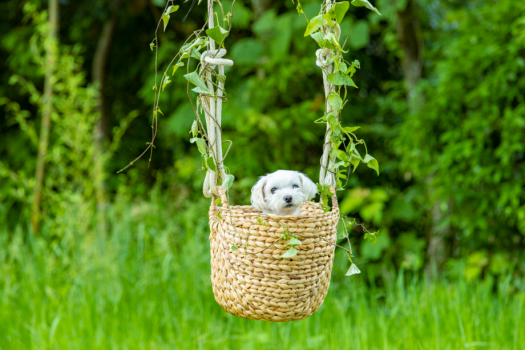 【愛犬に優しいプラン】《五感オリジナルオーガニックおやつ・手作り愛犬ごはん付き》博多南駅まで無料送迎サービスあり！