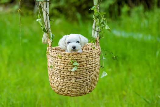 大人気！犬のブランコ