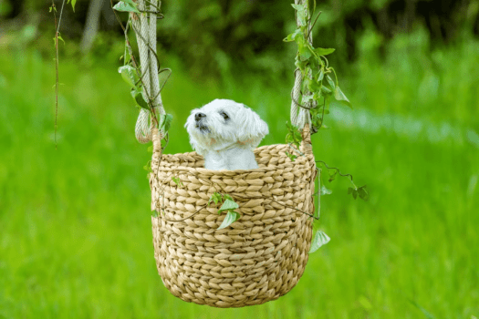 大人気！犬のブランコ