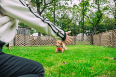 Premier-dome B【直径8ｍ＆屋外露天風呂】（犬同伴可）