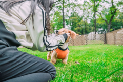 Premier-dome B【直径8m&屋外露天風呂】(犬同伴可) Premier-dome B【直径8m&屋外露天風呂】(犬同伴可)