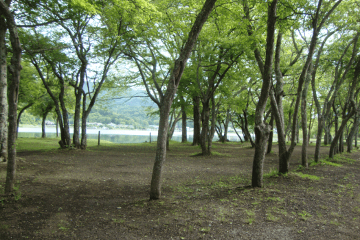 林間フリーサイト（ファミリー）