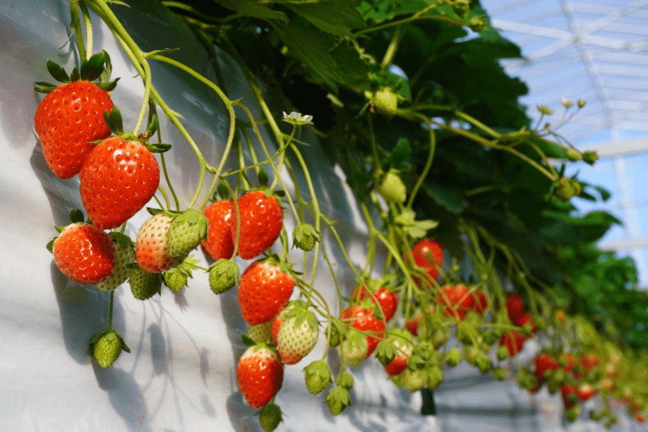 夕陽ヶ丘いちご園