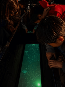 【期間限定】夜の海は、まるで魔法。ライトに照らされた魚たちを、船の上からこっそりのぞいてみませんか？