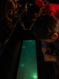【期間限定】夜の海は、まるで魔法。ライトに照らされた魚たちを、船の上からこっそりのぞいてみませんか？