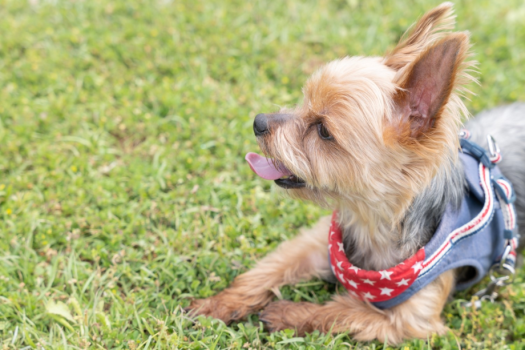 《Dog friendly》Surprise Dog 【10m Dome】