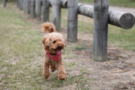 【ＨＰ限定】愛犬と過ごす伊香保の休日（ペット専用プラン）