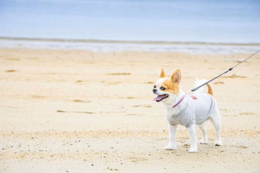 愛犬同伴の方・専用プラン＜選べるお食事＞