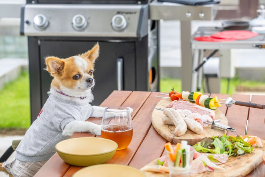 愛犬同伴の方・専用プラン＜選べるお食事＞