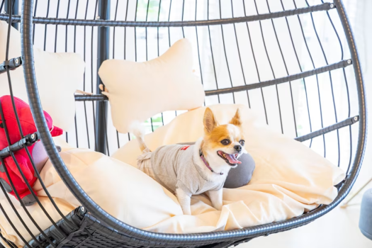 愛犬同伴の方・専用プラン＜選べるお食事＞