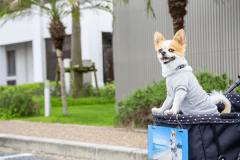 愛犬同伴の方・専用プラン＜選べるお食事＞